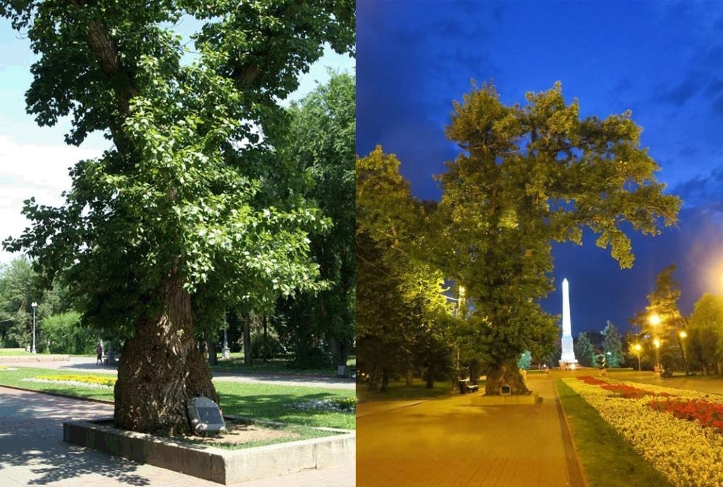 Poplar at Fallen fighters square Poplar at Fallen fighters square