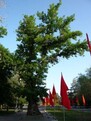 Poplar in the centre of Volgograd