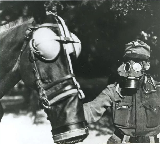 horse gas mask