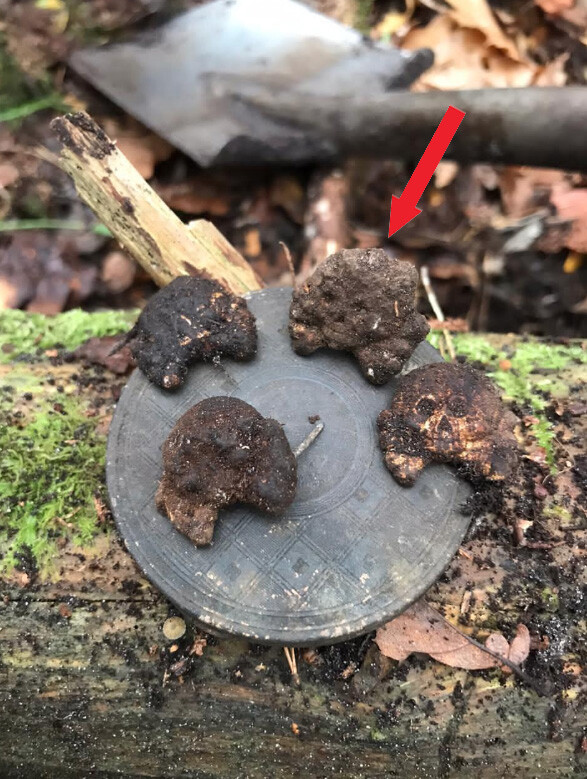 Panzer collar tab skull / from Königsberg