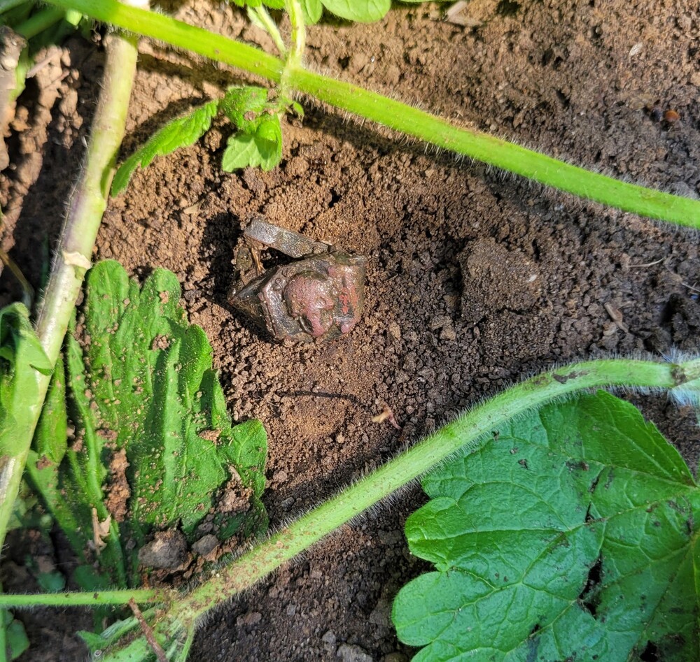 German ring with skull / from Stalingrad