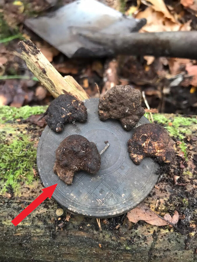 Panzer collar tab skull / from Königsberg