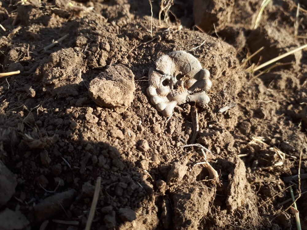 Panzer collar tab skull / from Stalingrad